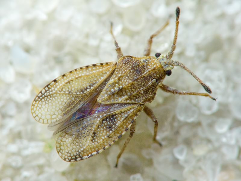 Tingis (Tropidocheila) caucasica (Jakovlev, 1880)